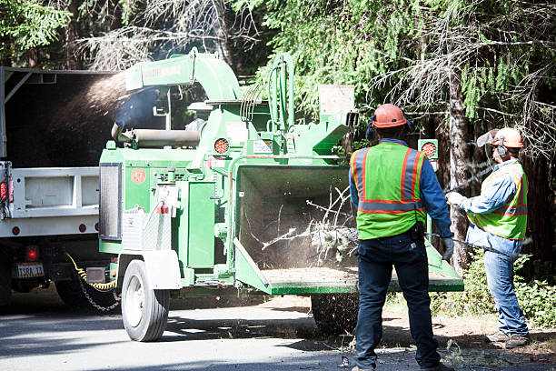 How Our Tree Care Process Works  in  University, FL