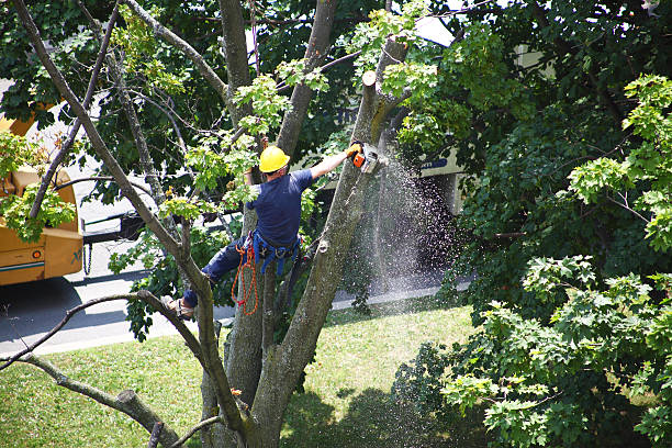 University, FL Tree Removal Services Company